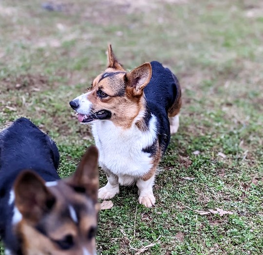 Cuddlin Professional Dog Breeder of Honey Brook PA Homepage