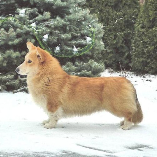 BAR H KNIGHT IN GALE